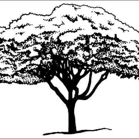 thumbnail for publication: Ligustrum japonicum 'Variegatum': 'Variegatum' Japanese Privet